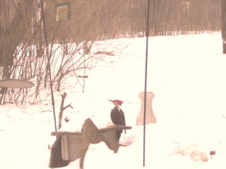 Our largest native woodpecker- Pileated