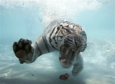 Bengal Tiger underwater