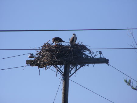 Osprey Family