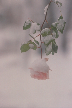 A cold and snowy ROSE