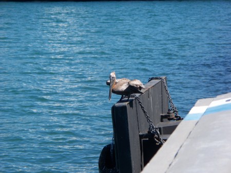 A lonely gull at St.Thomas