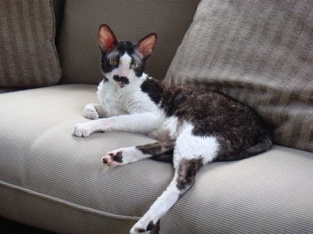 Lucy, my Cornish Rex, lounging in sunroom.