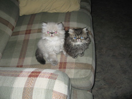 Lynx point Himalayan and Persian tabby kittens