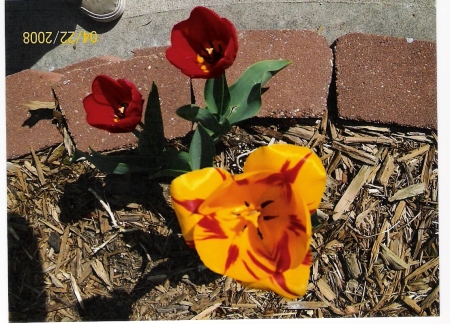 Tulips - Spring 2009
