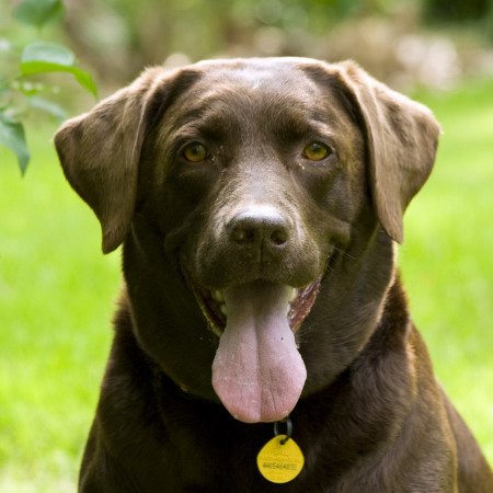 My chocolate Lab Jasmine