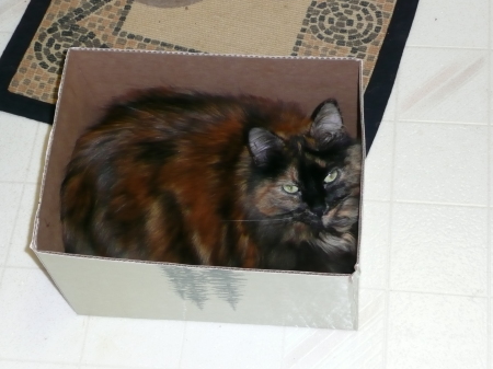 Cleo in one of her favorite spots...any box!