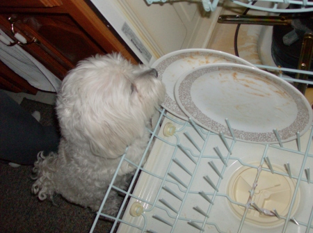 Buster - my parent's diswasher, I mean dog