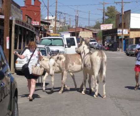 Wild Burros Come to Town