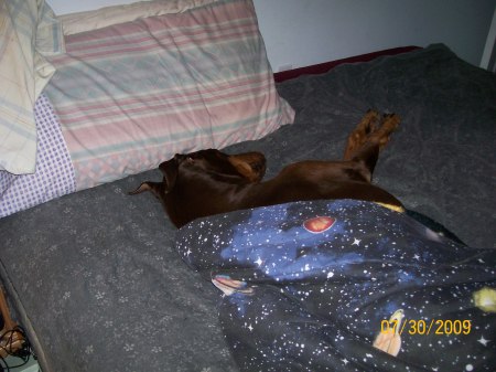 Never wake a sleeping Dog !