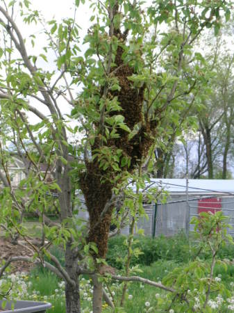 Bee Swarm in May