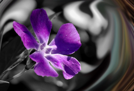 Purple Flower