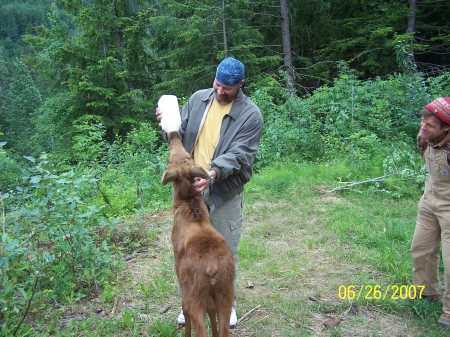 Feeding baby moose outside Haines, Alaska