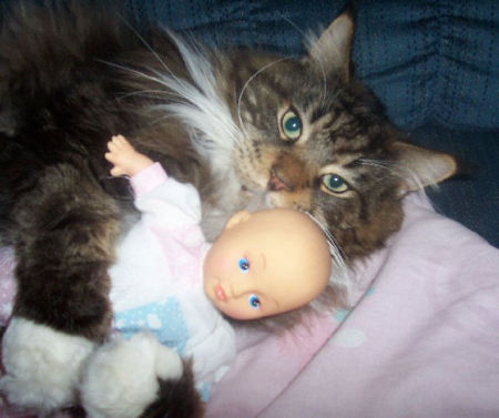 cat w: doll