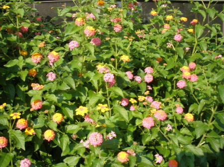 Lantanas