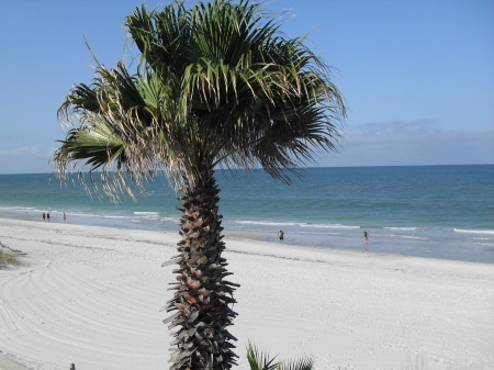Palm Tree at the Beach