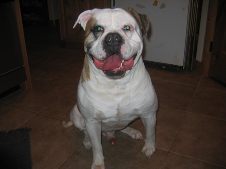 Zeus, our son's American Bulldog