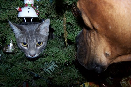 Christmas Tree with Sammy and Brock