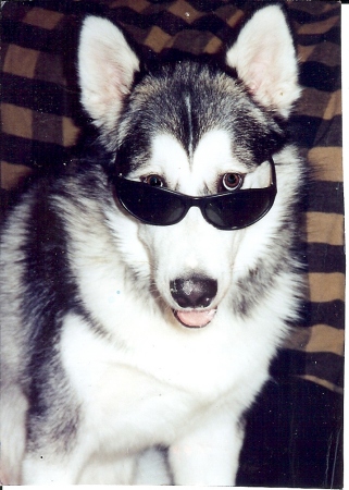 My dog Nanook - 1998