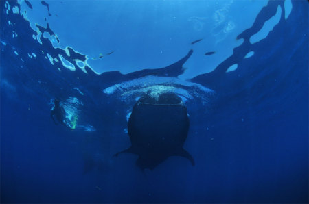 Whale Shark 2009