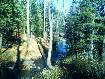 Beautiful Colorado forest scape...