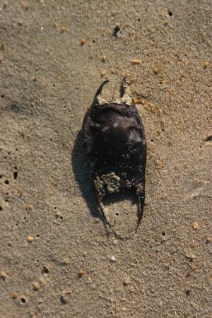 Shark egg sac Delaware beach