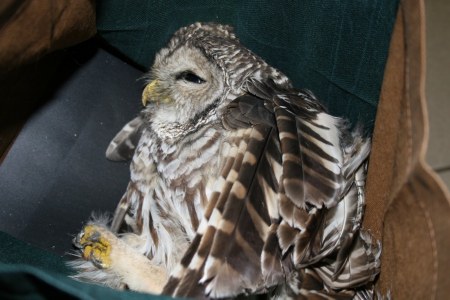 injured BARRED OWL