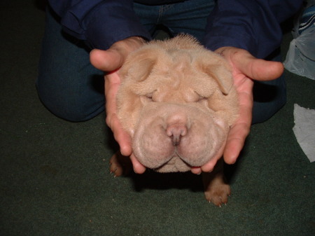 Wrinkle Dog