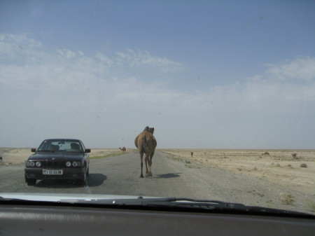 Slow down for Camels...Qatar....