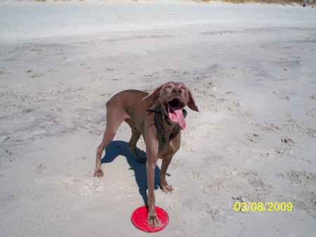 Gunner playing frisbee