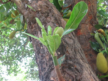 Jackfruit