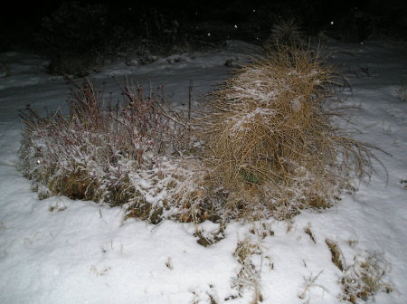 Tumbleweed w/snow