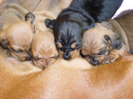 The Doxie Diner