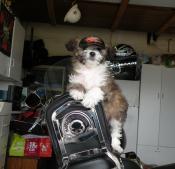 Frankie - our Harley riding puppy