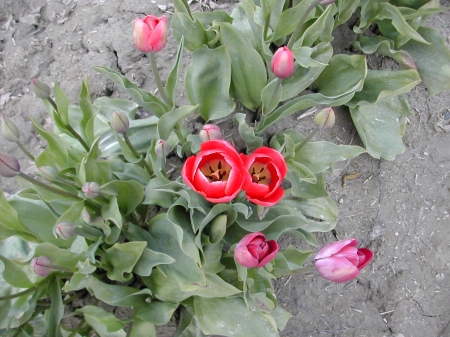 tulip time 09 066