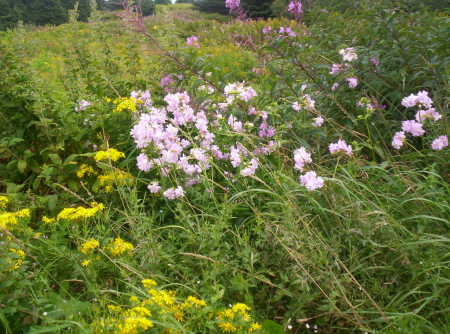 Nature's CB. garden