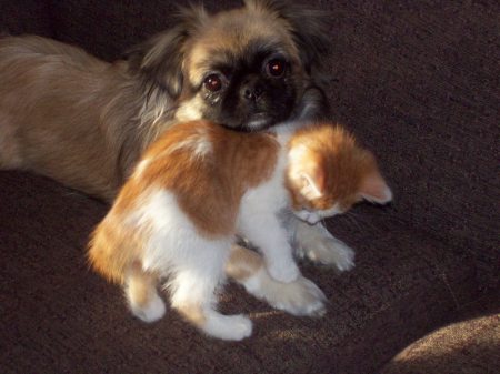 Baby and her kitten