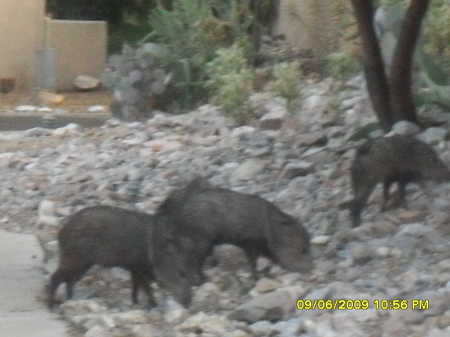 javelinas in my sister in laws's back yard...