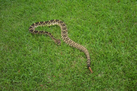 Rattlesnake