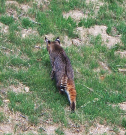 Bobcat on Hillside behind home