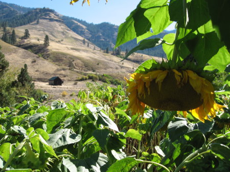 Sunflowers