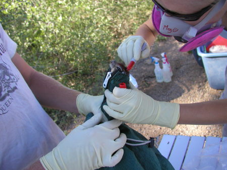 marking a squirrrel