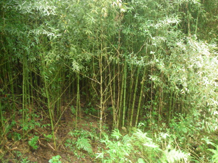 wild bamboo galapagos campground