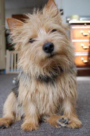 Elspeth my Norwich Terrier