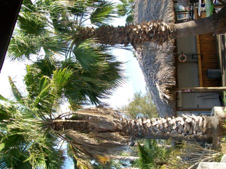 The pawm tree at lake travis