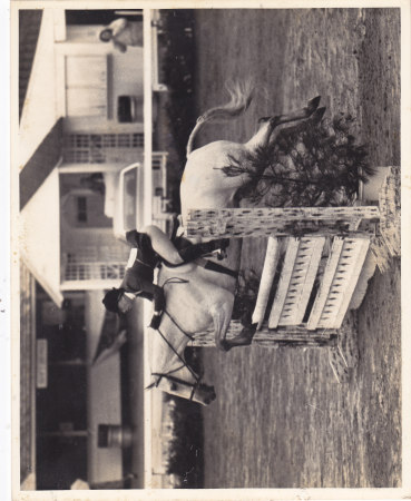 Devon Horse Show - 1982