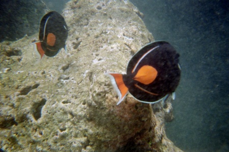 Fish in Haunama Bay Hawaii 2 0604