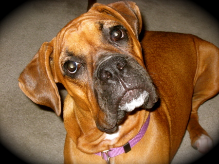 Fergie Fergilicious....my German Line Boxer