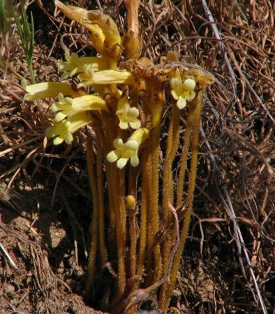 Clustered Broomrape