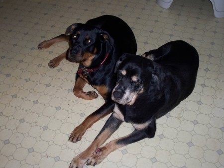 Rottweilers