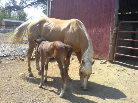 some of my horses